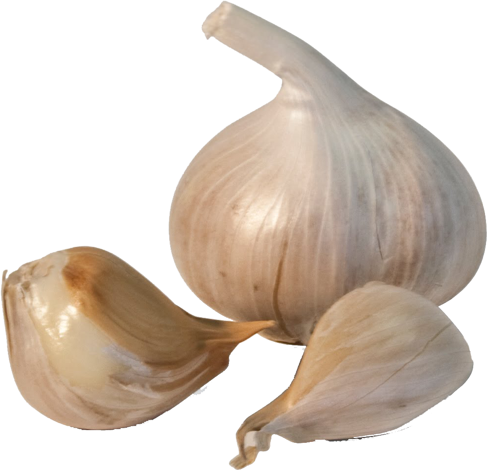 Fresh Garlic Bulband Cloves PNG