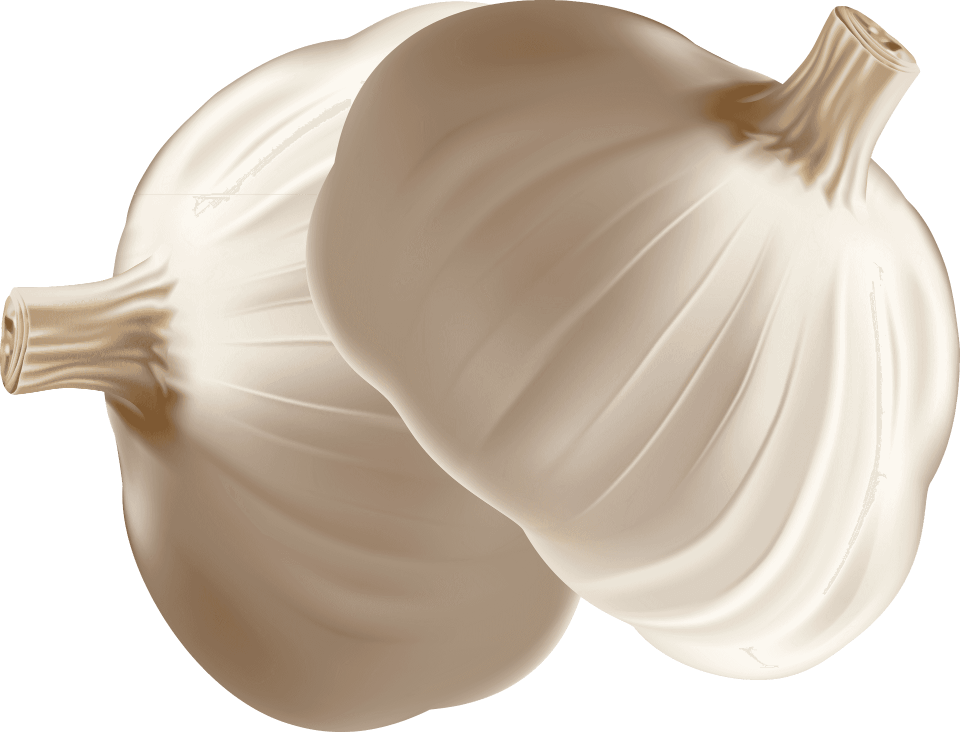 Fresh Garlic Bulbs Illustration PNG