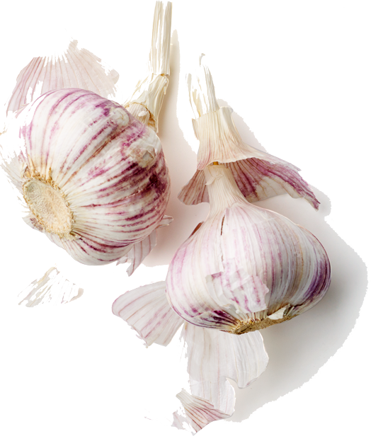 Fresh Garlic Bulbs Isolated PNG