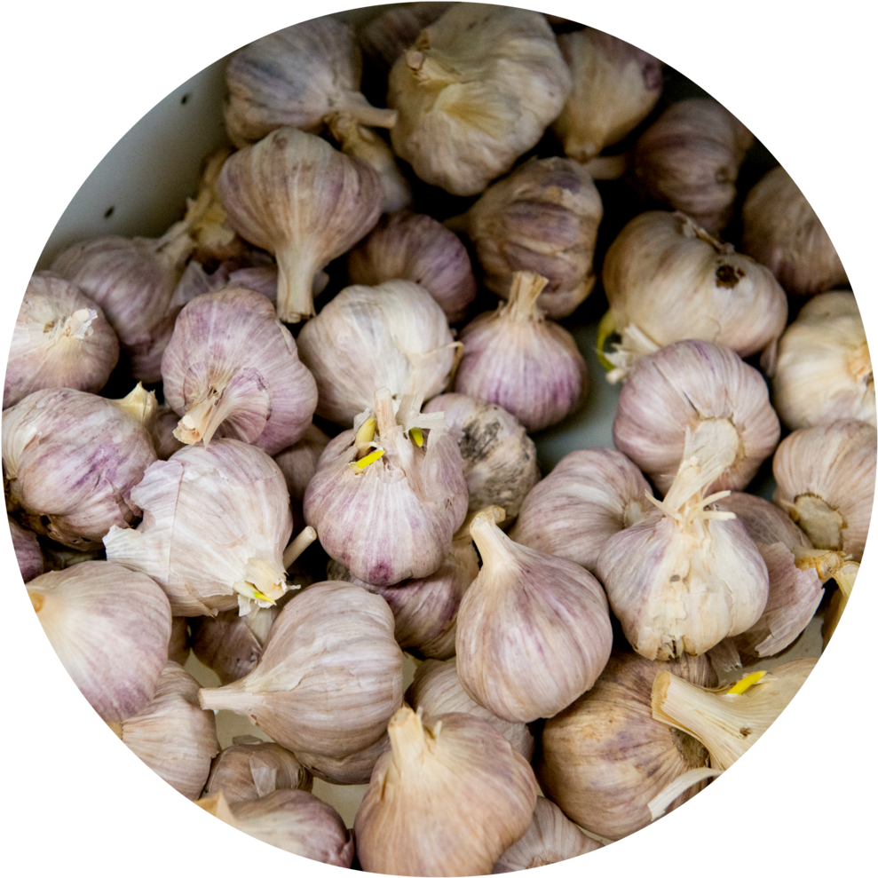 Fresh Garlic Bulbs Top View PNG