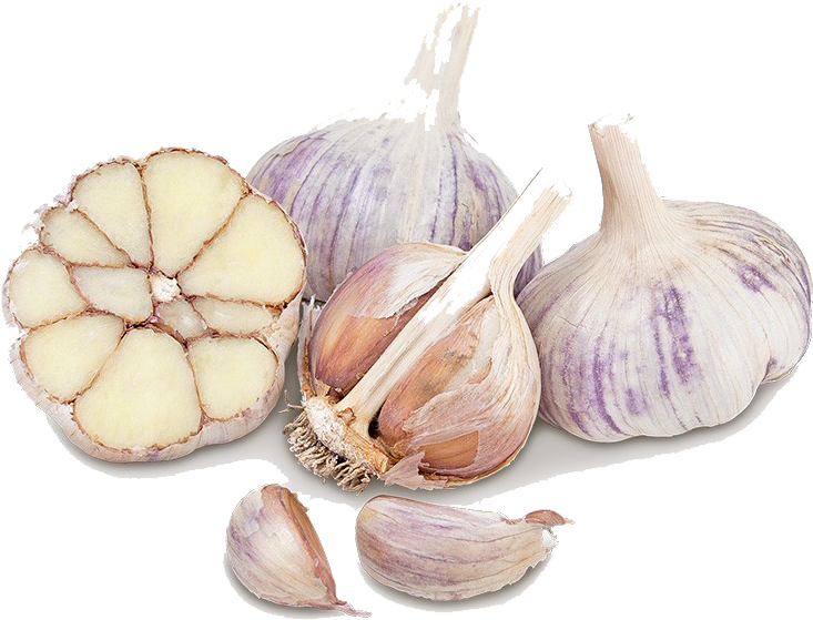 Fresh Garlic Bulbsand Cloves PNG