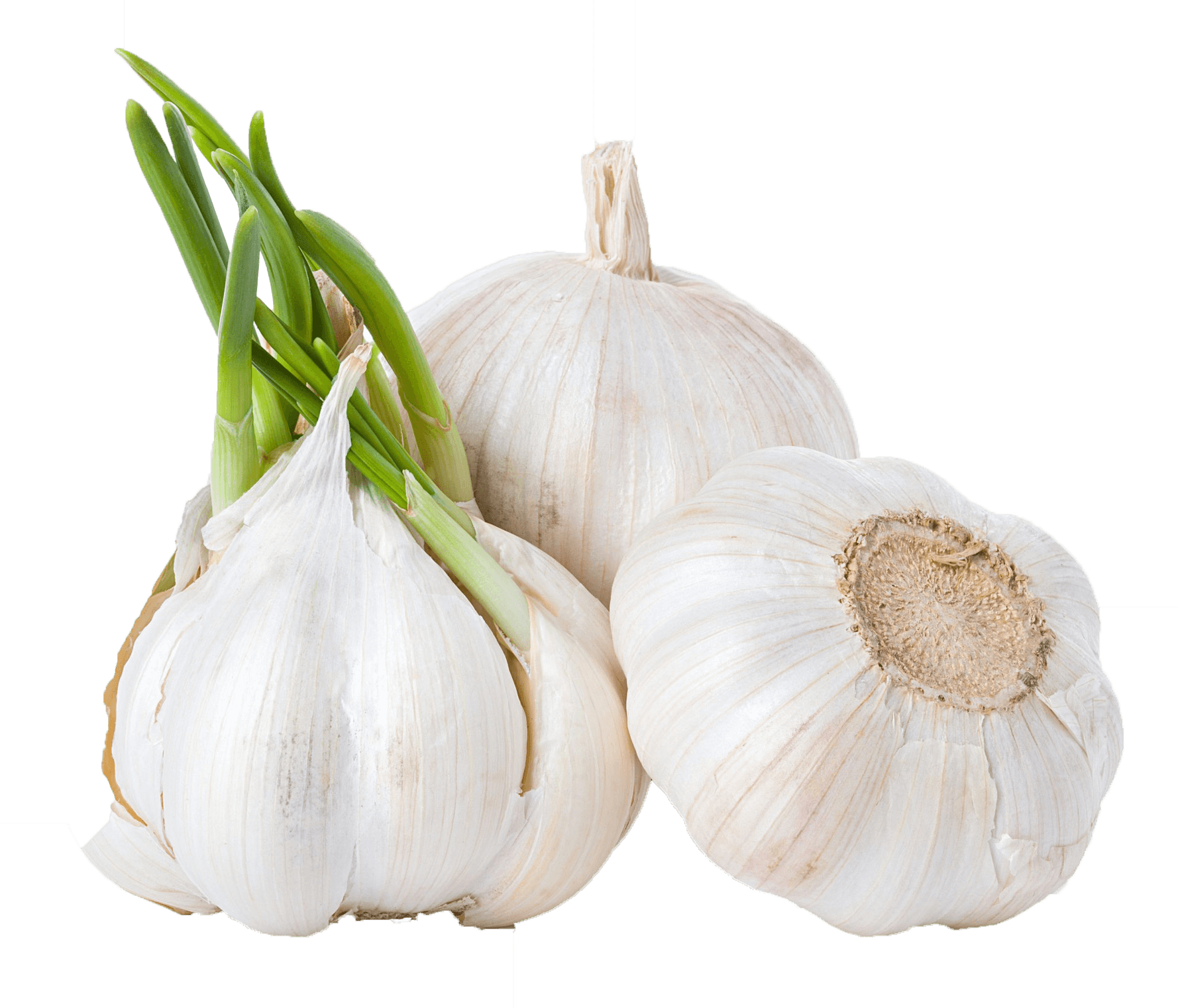 Download Fresh Garlic Bulbswith Green Sprouts.png | Wallpapers.com