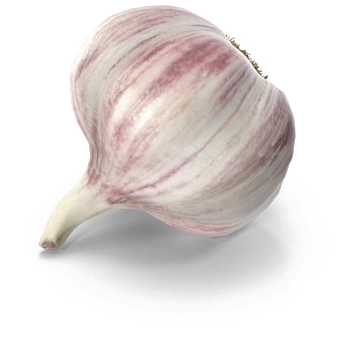 Fresh Garlic Clove Isolated PNG