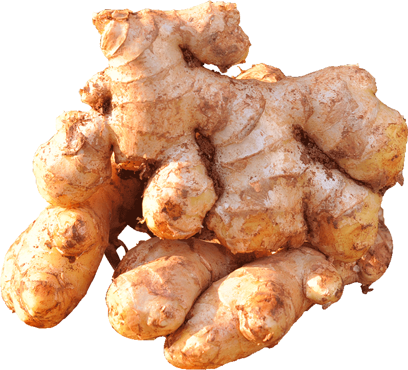 Fresh Ginger Root Cluster.png PNG