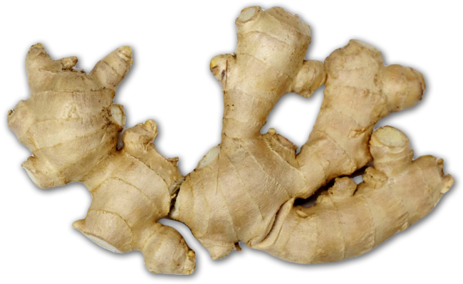 Fresh Ginger Root Isolated PNG