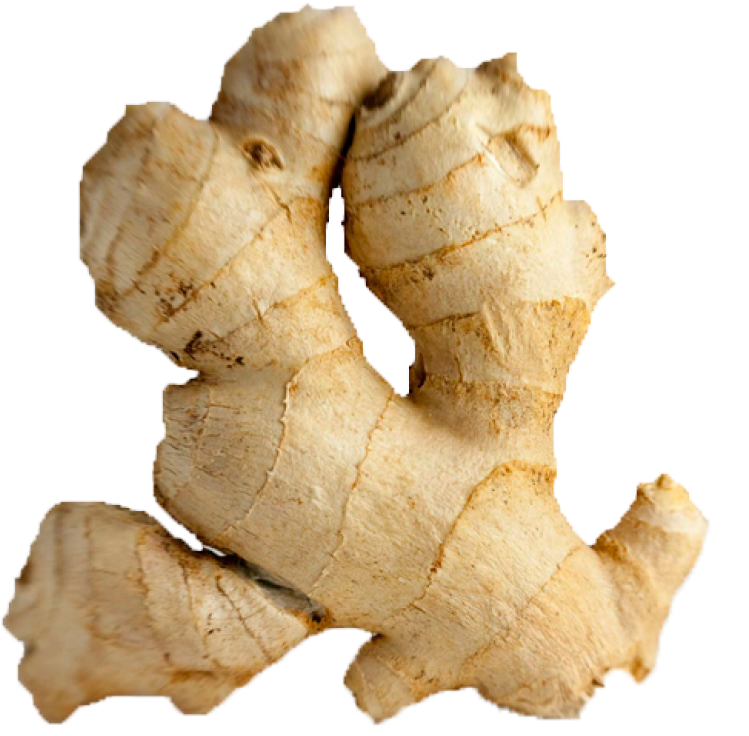 Fresh Ginger Root Isolated PNG