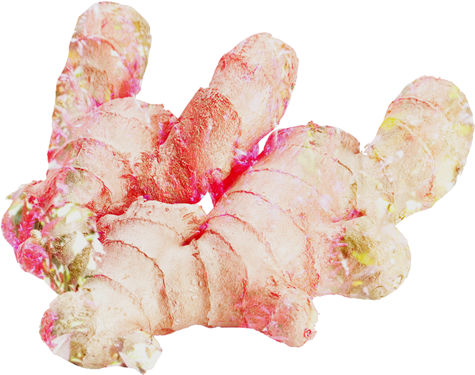 Fresh Ginger Root Isolated PNG