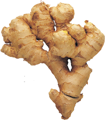 Fresh Ginger Root Isolated PNG