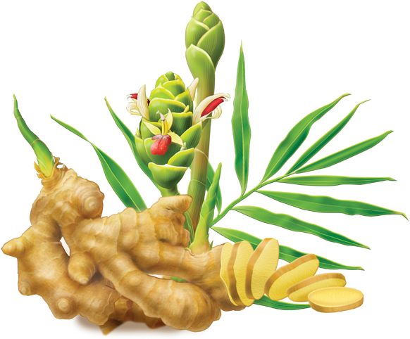 Fresh Ginger Rootand Plant Illustration PNG