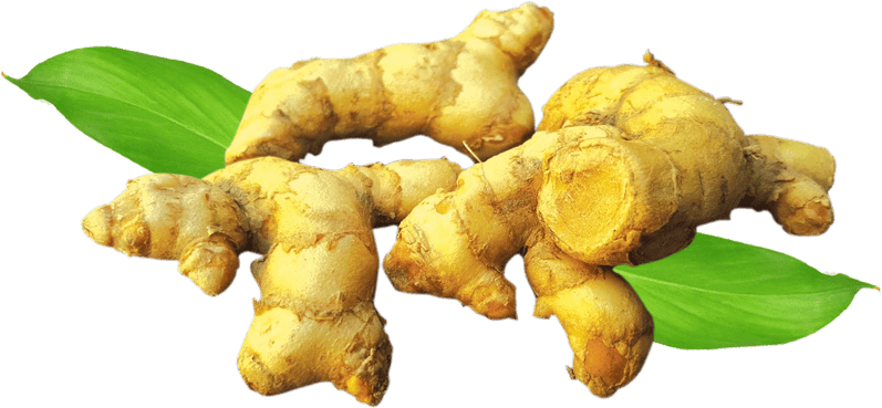 Fresh Ginger Rootwith Leaves PNG