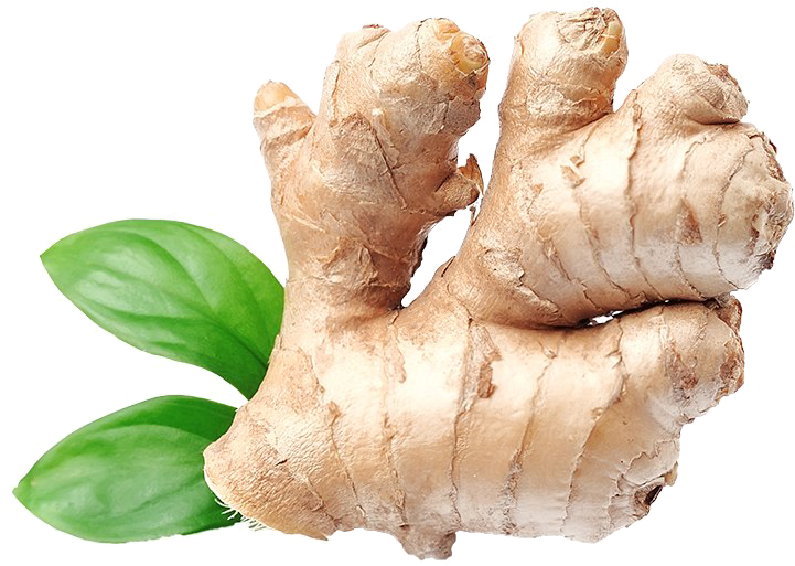 Fresh Ginger Rootwith Leaves.png PNG