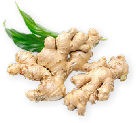 Fresh Ginger Rootwith Leaves PNG