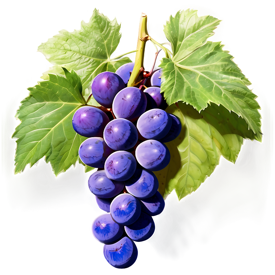 Fresh Grape Cluster Png Vew41 PNG