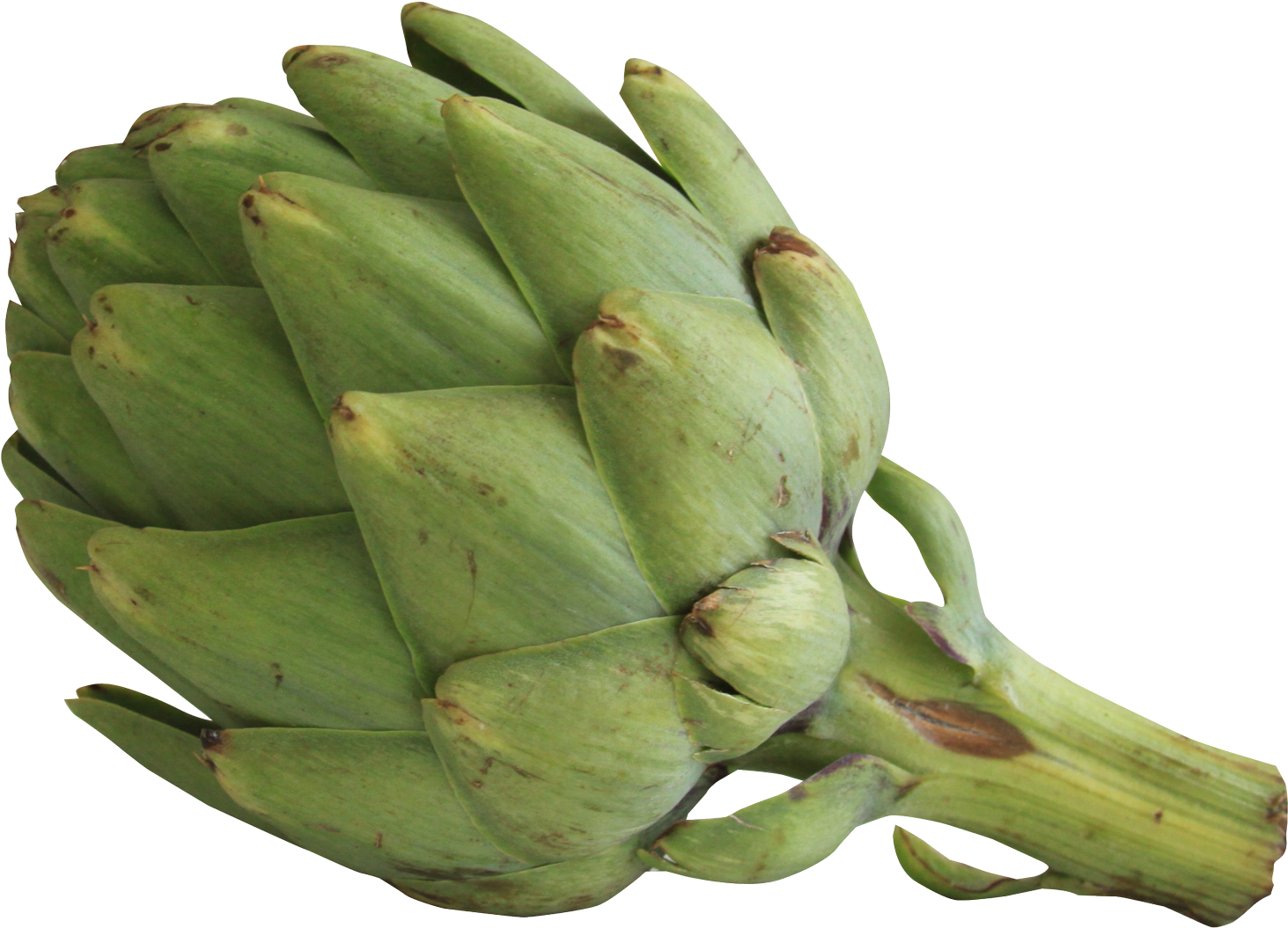 Fresh Green Artichoke.png PNG