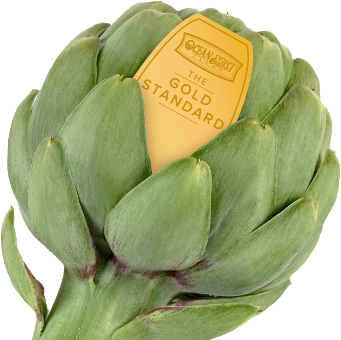 Fresh Green Artichoke With Label PNG