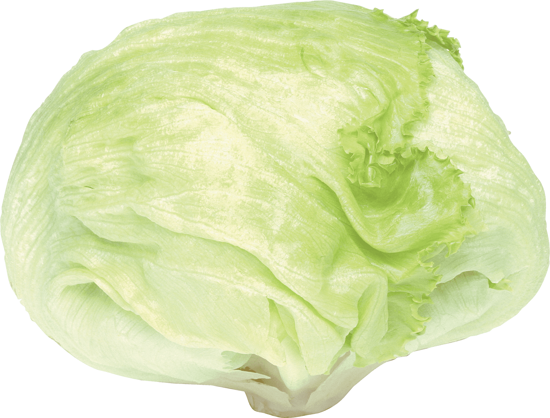 Fresh Green Cabbage PNG