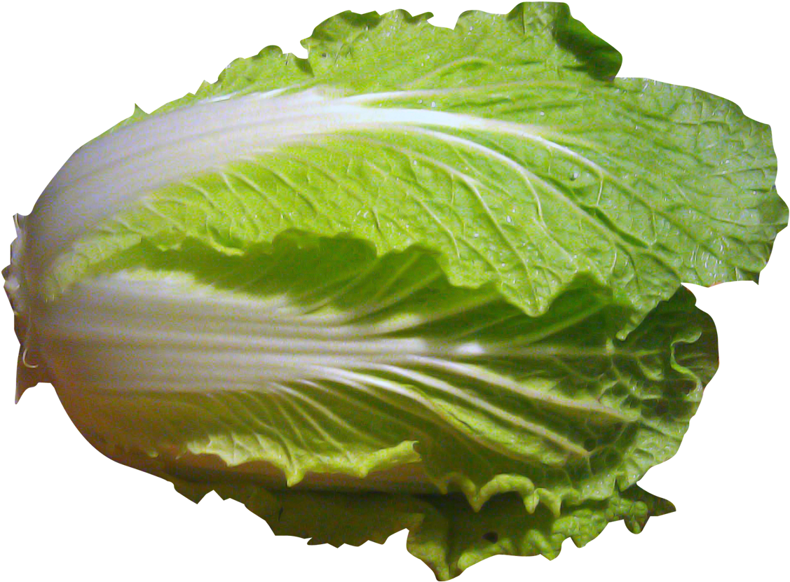 Fresh Green Cabbage PNG