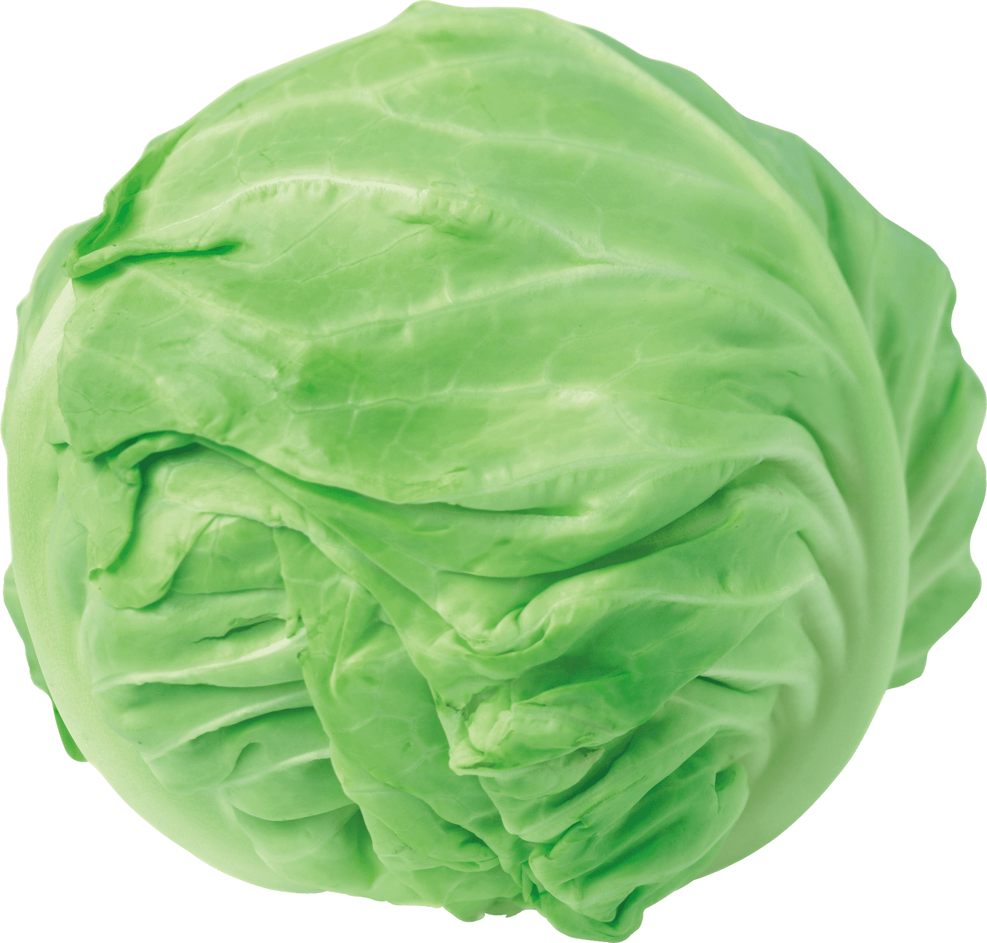 Fresh Green Cabbage PNG