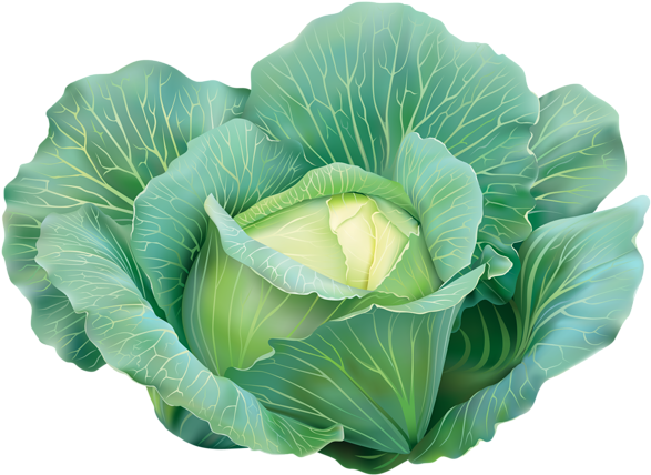 Fresh Green Cabbage Illustration PNG