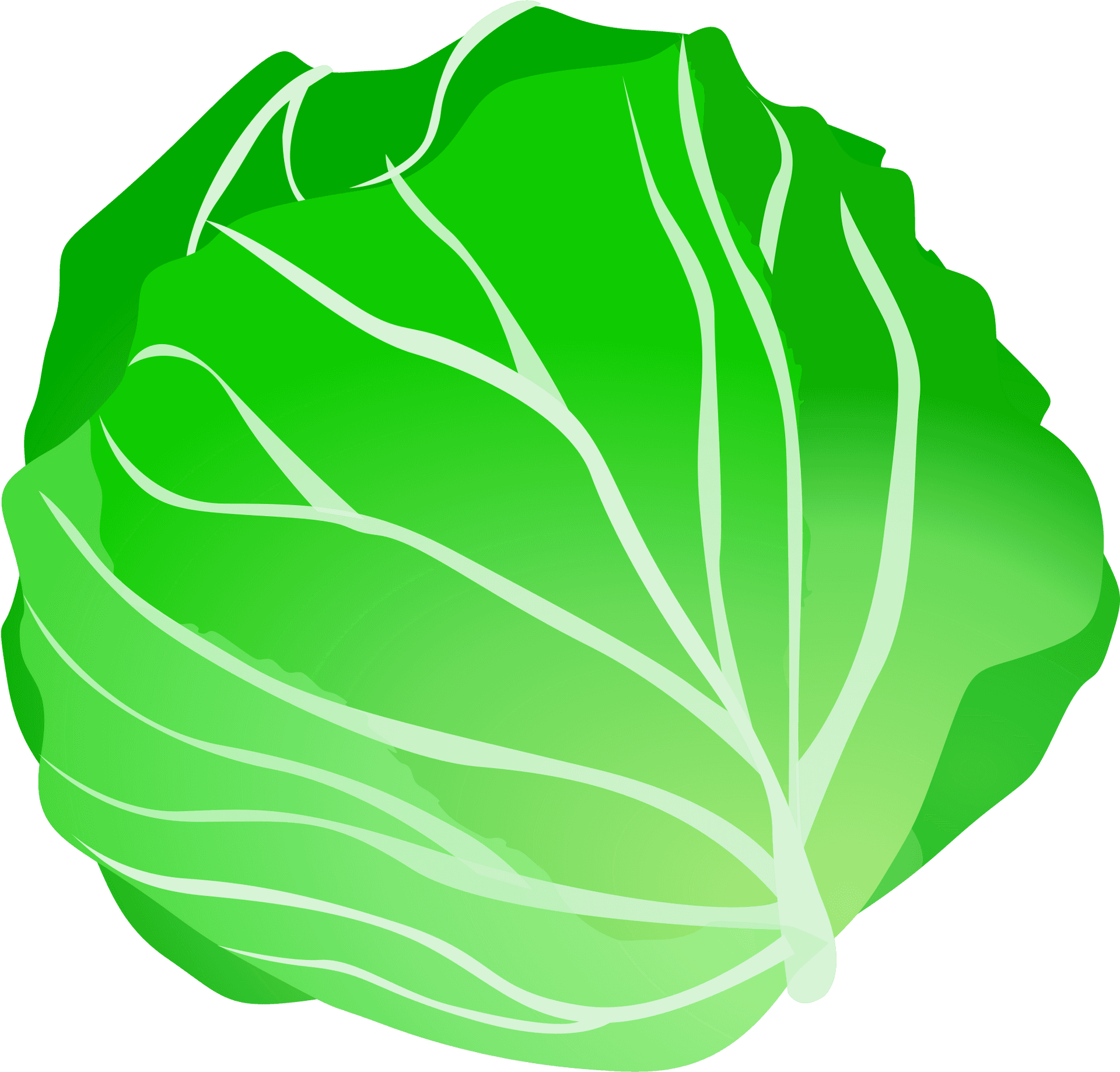 Fresh Green Cabbage Illustration.png PNG