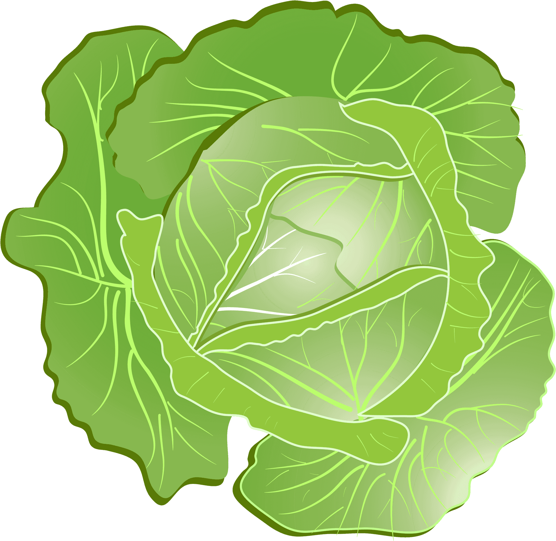 Fresh Green Cabbage Illustration.png PNG