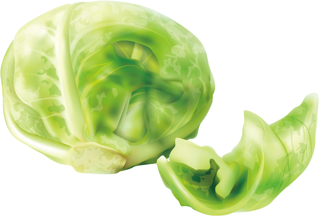 Fresh Green Cabbage Illustration PNG