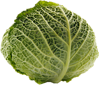 Fresh Green Cabbage Isolated PNG