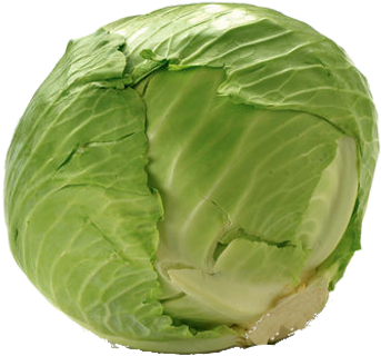 Fresh Green Cabbage Isolated PNG