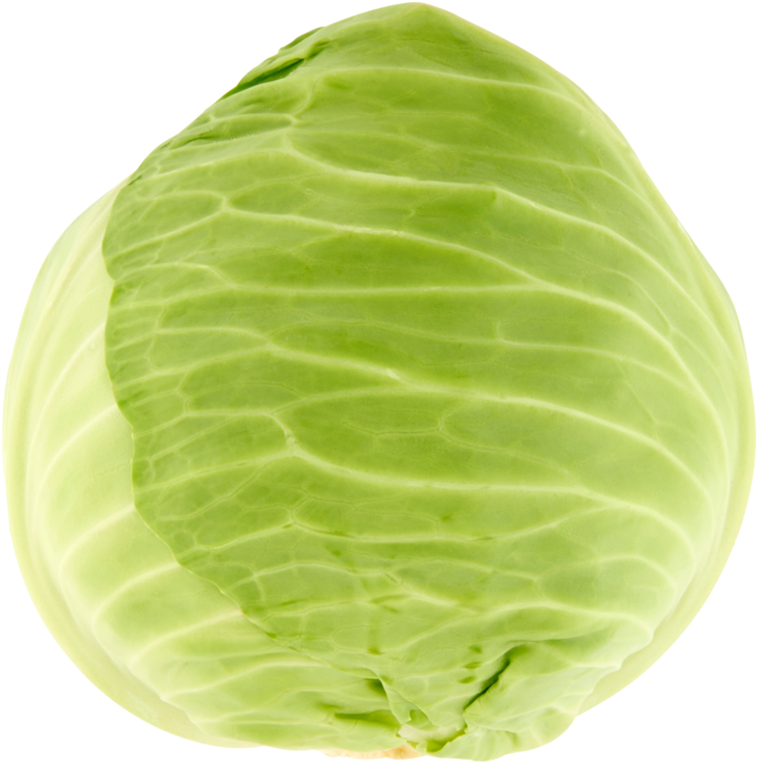 Fresh Green Cabbage Isolated PNG