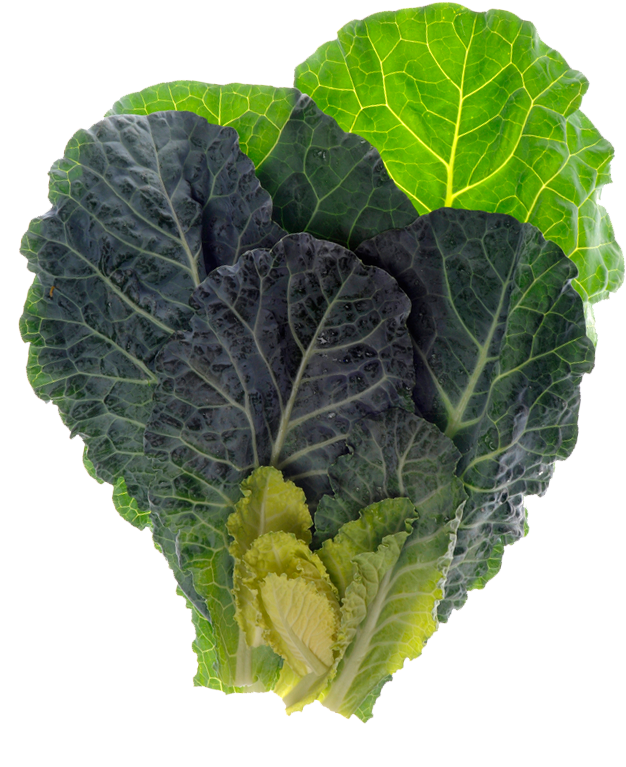 Fresh Green Cabbage Leaves PNG