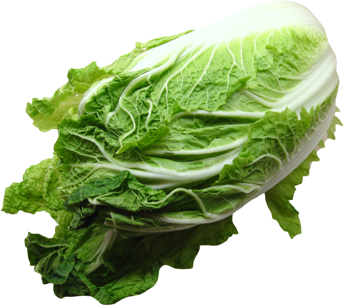 Fresh Green Cabbage P N G Image PNG