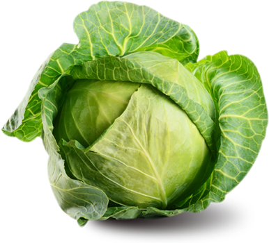 Fresh Green Cabbage.png PNG