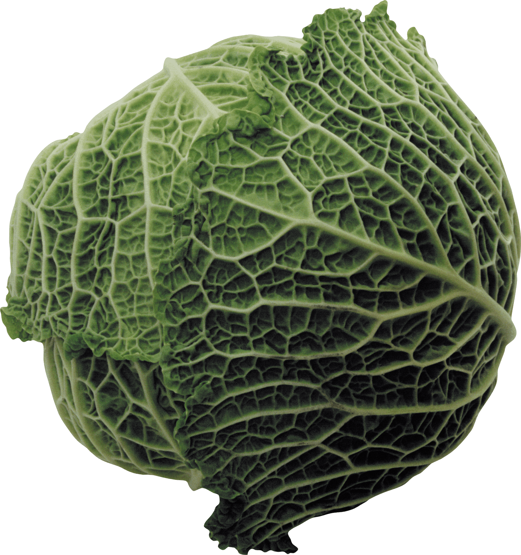 Fresh Green Cabbage PNG