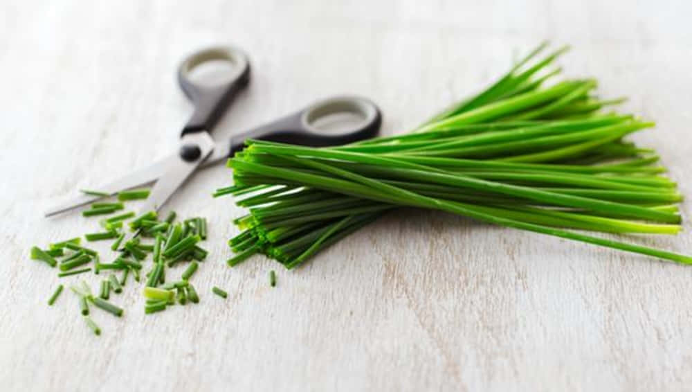 Fresh Green Chives Cut With Scissors Wallpaper