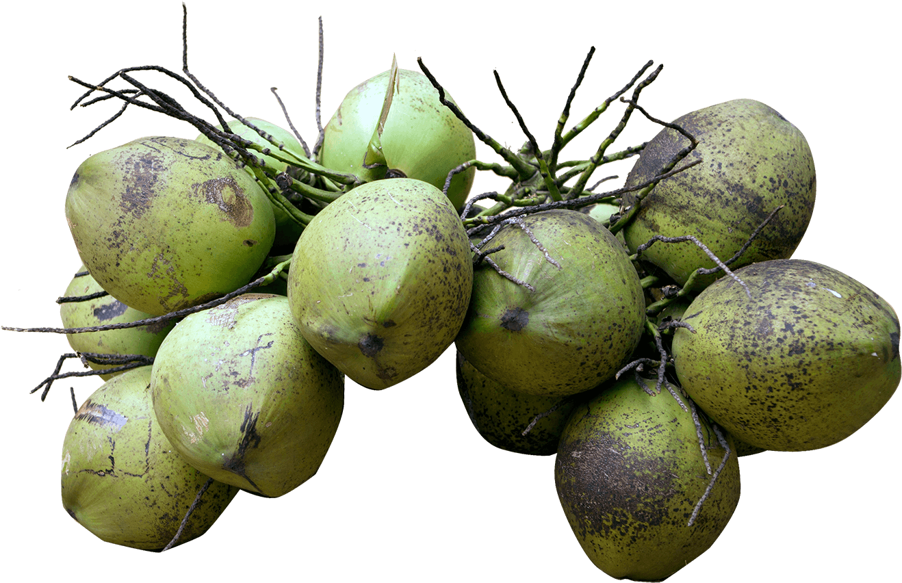 Download Fresh Green Coconuts Cluster.png | Wallpapers.com