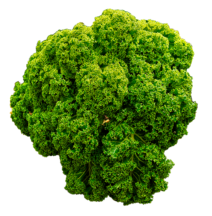 Fresh Green Curly Kale PNG