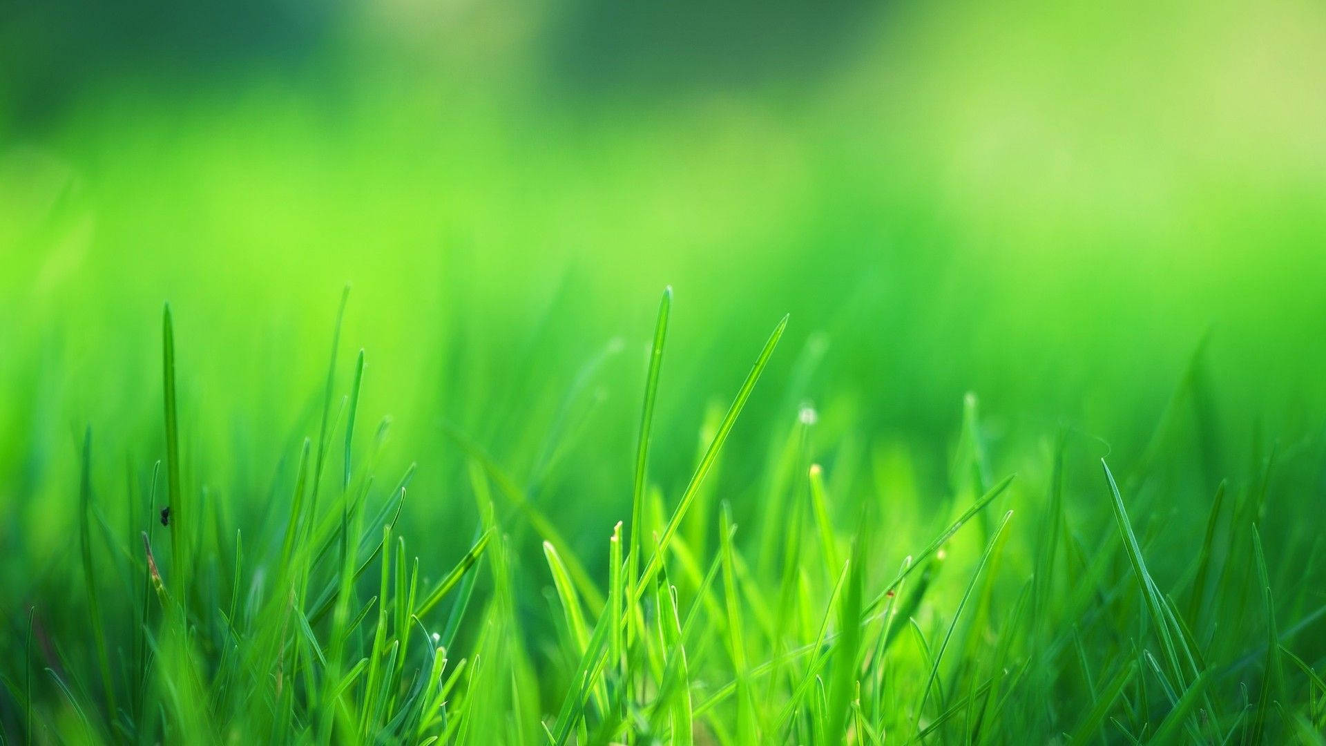 "A Lush and Fresh Green Grass Field" Wallpaper