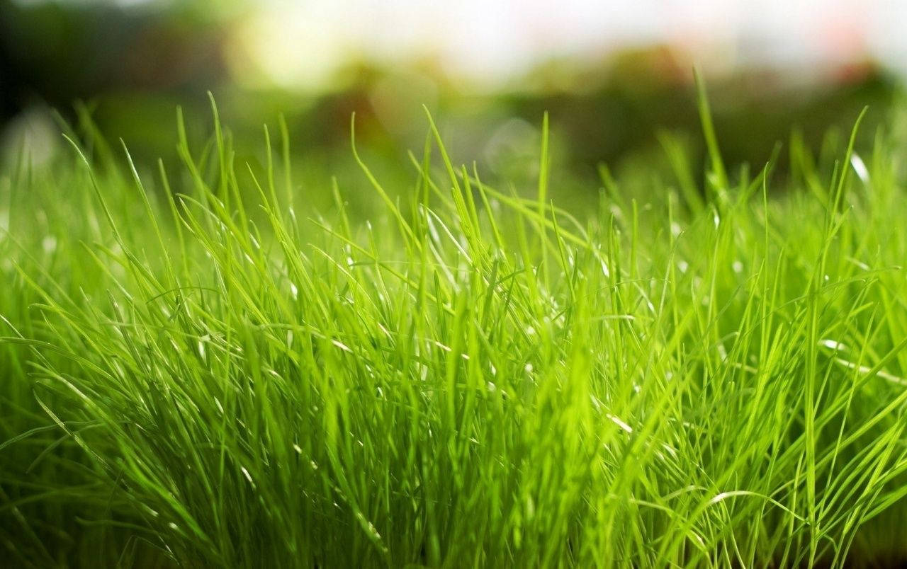 "Discover freshness in the simple beauty of Grass" Wallpaper