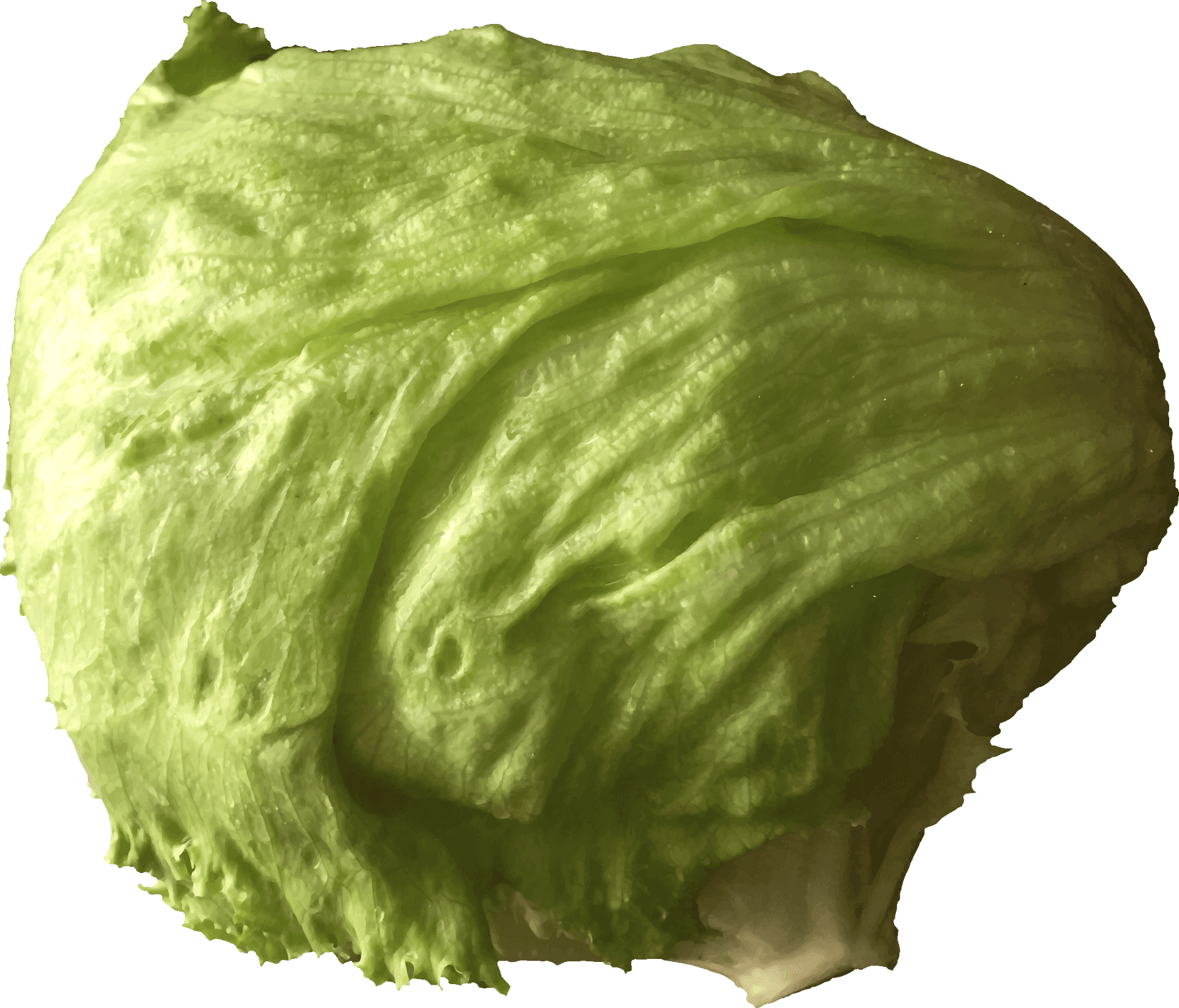Fresh Green Iceberg Lettuce PNG