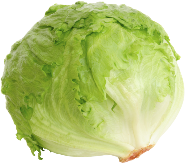 Fresh Green Iceberg Lettuce PNG