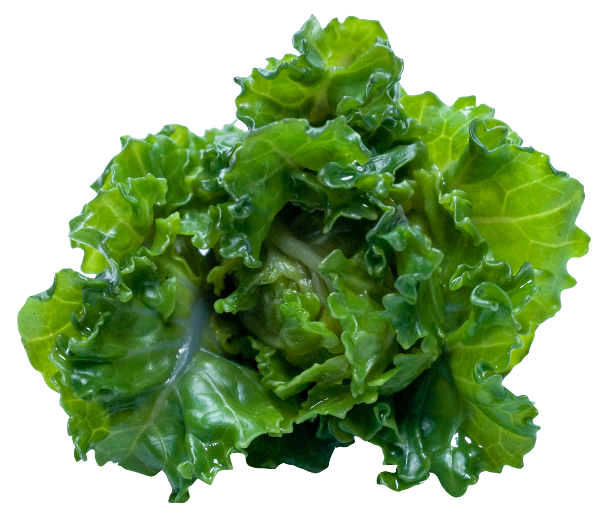 Fresh Green Kale Leaf PNG