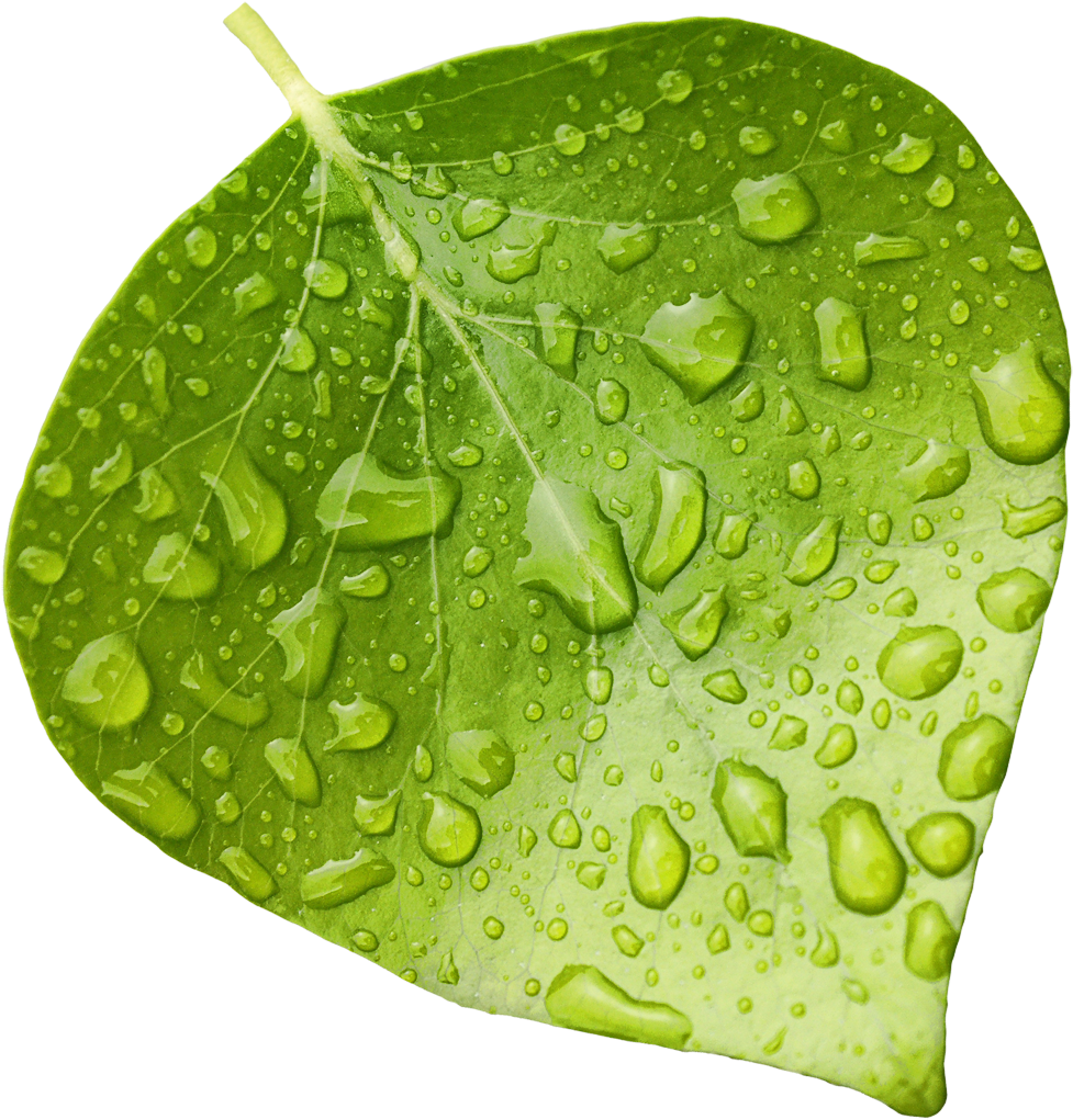 Fresh Green Leafwith Water Droplets.png PNG