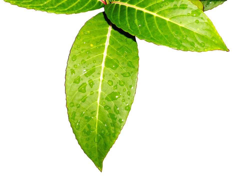 Fresh Green Leaveswith Water Droplets.jpg PNG