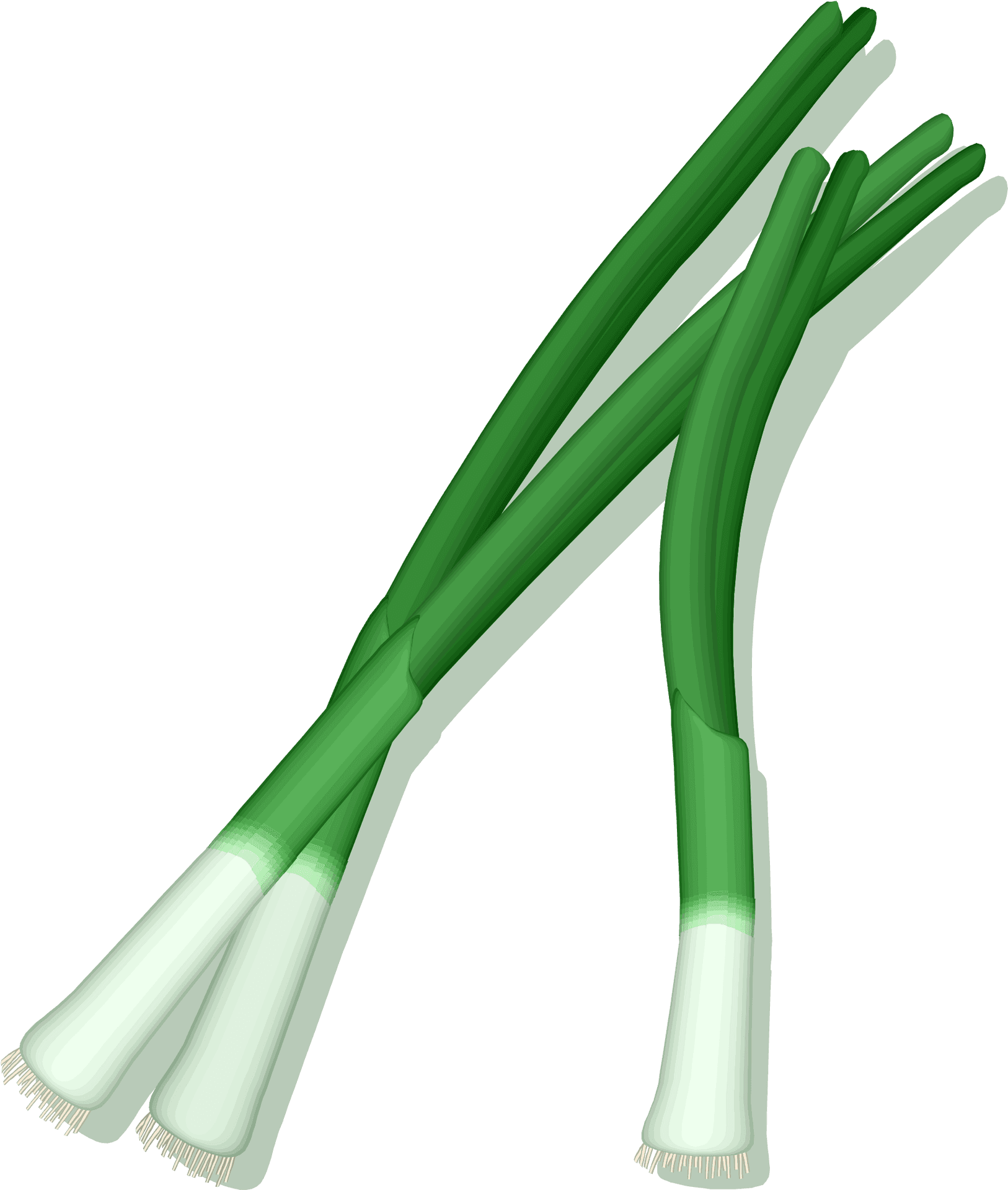 Fresh Green Leeks Illustration.png PNG