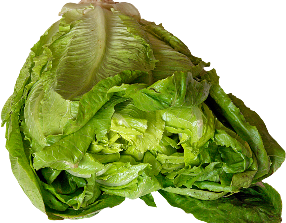 Fresh Green Lettuce Head PNG