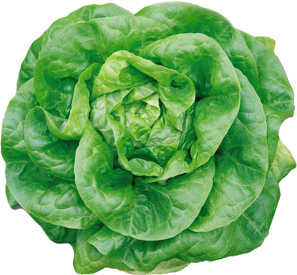 Fresh Green Lettuce Head PNG