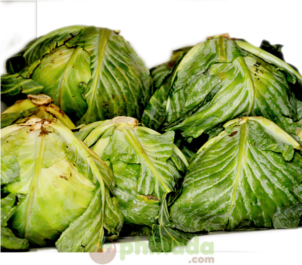 Fresh Green Lettuce Heads PNG