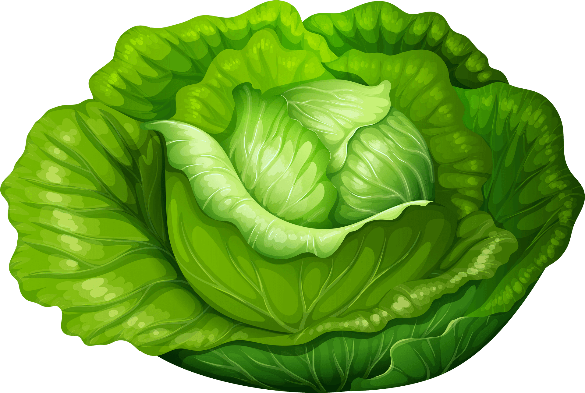 Fresh Green Lettuce Illustration PNG