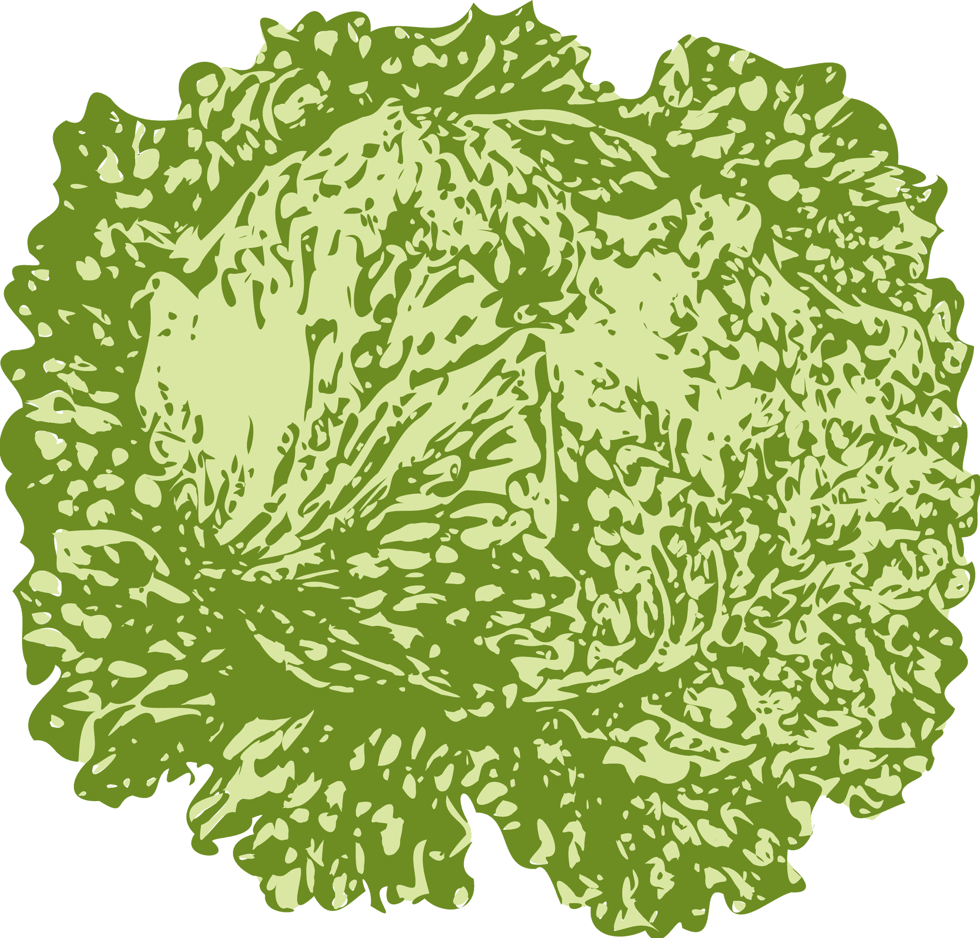 Fresh Green Lettuce Illustration PNG