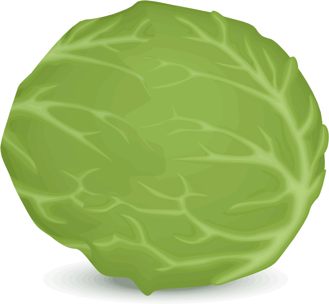 Fresh Green Lettuce Illustration PNG